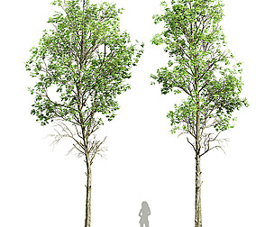 Fagus Sylvatica 2 tree