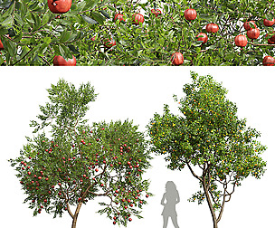 Punica Granatum Pomegranate