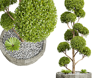 Ficus Concinna Bonsai Pruned Tree