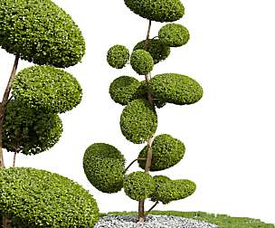 New Plant Ficus Concinna Bonsai Pruned02