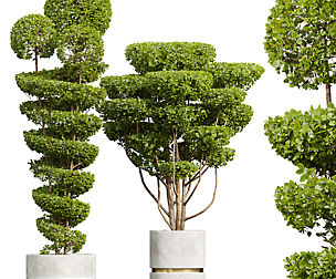 New Plant Ficus Concinna Bonsai Pruned Pot