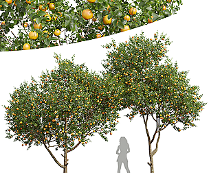 Citrus Sinensis Orange Arancio Fruit 2Tree