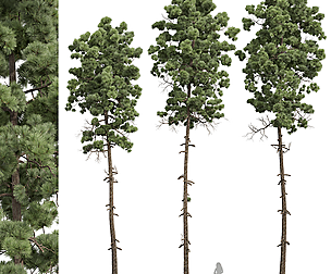 New Plant High detail Pinus Engelmannii