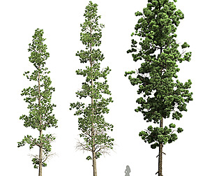 Sphaeropteris Lepifera and Pinus Palustris