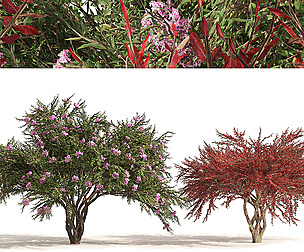 Lagerstroemia indica Trees