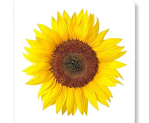 Canvas Framed Sunflower