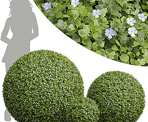New Plant Bacopa Diffusa Sutera Sphere