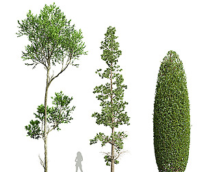 Sphaeropteris Lepifera 3Diffrent Tree