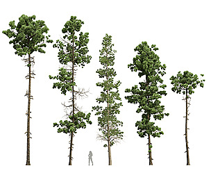 Pinus Palustris Sphaeropteris Lepifera Engelmannii
