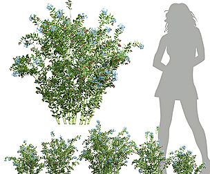 New Plant Ceratostigma Plumbaginoides Bleiwurz