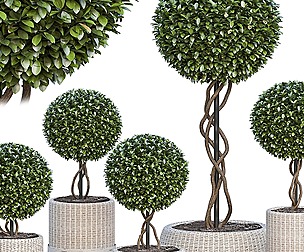 Outdoor Shrub Plant Set