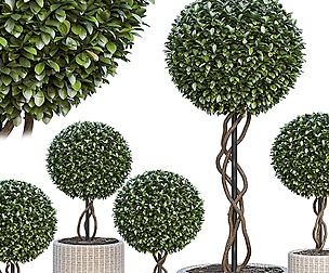 Shrub Plant Set