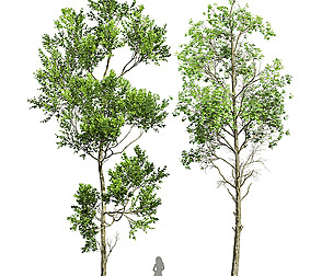 Fagus Grandifolia and Fagus Sylvatica
