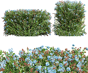 New Plant Ceratostigma Plumbaginoides Bleiwurz Box