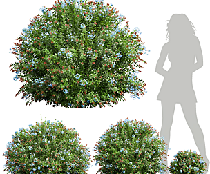 Ceratostigma Plumbaginoides Bleiwurz Bush