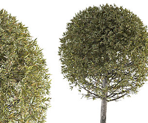 Tree No 1