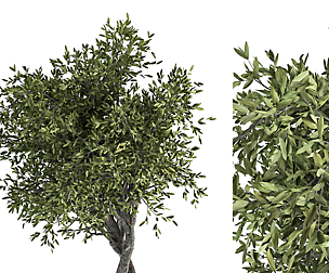 Tree No.2