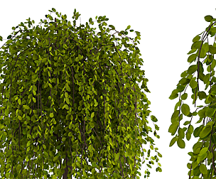Tree No.3