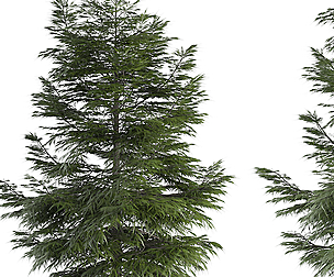 Tree No.5