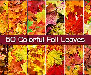50 Colored  Autumm aple leaves, fall