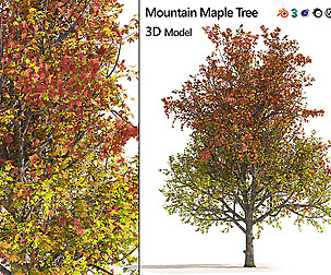 3 colored autumn mountain maple tree