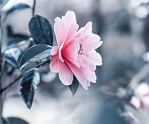 Elegant Flower Painting, Nature Wall Art