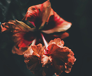 Red Floral Prints, Digital Download