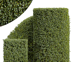 New Plant Ficus Concinna Bonsai Pruned07