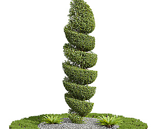 Concinna Bonsai Pruned04