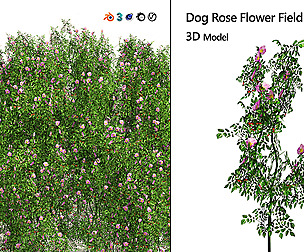 Dog Rose Flower Field