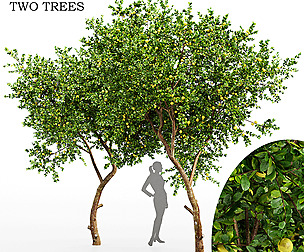 Fruit 2tree lemon