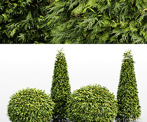 Evergreen Shrubs - Golden Globe Dwarf Thuja
