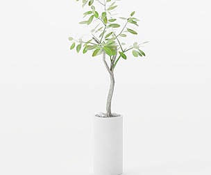 Large Bengal Rubber Tree