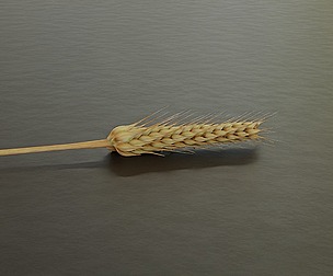 Ears of wheat (Blender Geometry Node)