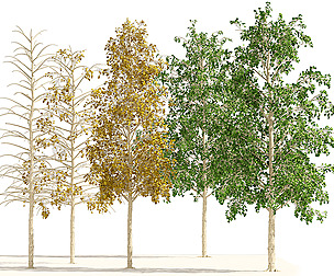 Fall green and winter quaking aspen trees