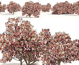 Pink Prunus Flowering Peach Trees