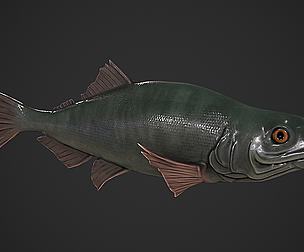 Freshwater Fish