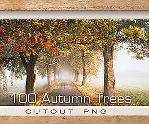 100 Autumn trees isolated PNG, Foliage