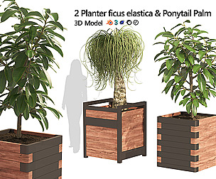 Rubber fig and ponytail palm planters