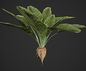 Sugar Beet