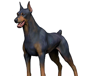 Dobermann Dog