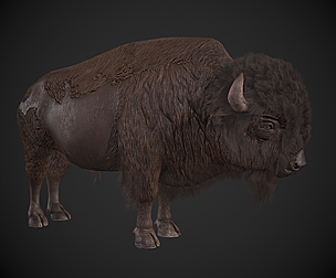 Bison