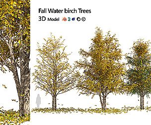 Fall Water birch Trees