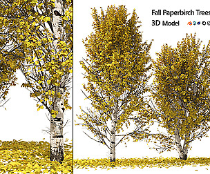 Fall Paper birch Trees