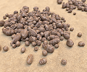 Fossil Eggs Collection