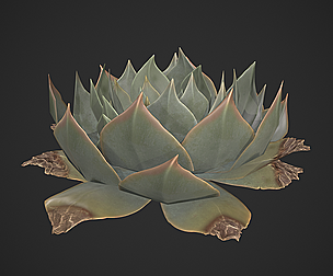Live Forever Succulent