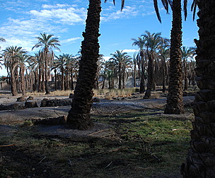 Mozafeti type of palm tree