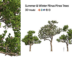 Winter and Summer Pinus Pinea Trees