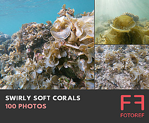 100 photos of Swirly Soft Corals