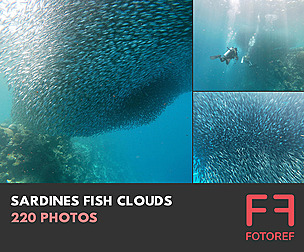 220 photos of Sardines Fish Clouds